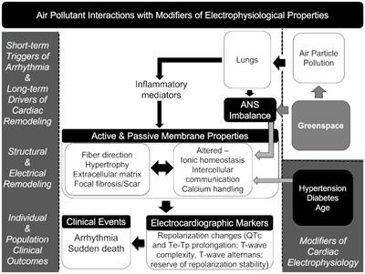 Fine particulate matter-sudden death association modified by ventricular hypertrophy and inflammation: a case-crossover study